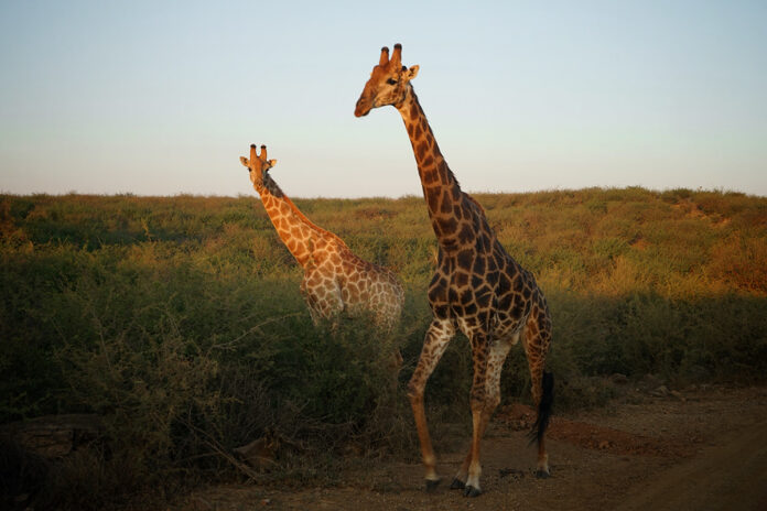 Reserva Madikwe, África do Sul